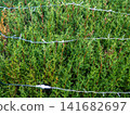 Garland on a bush in the park. Coniferous bush with a cord on the branches. Preparing for the New Year 141682697
