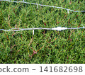 Garland on a bush in the park. Coniferous bush with a cord on the branches. Preparing for the New Year. 141682698