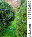Garland on a bush in the park. Coniferous bush with a cord on the branches. Preparing for the New Year. 141682699