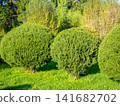 Trimmed round coniferous bushes. Vegetation in the park. Plant trimming. 141682702