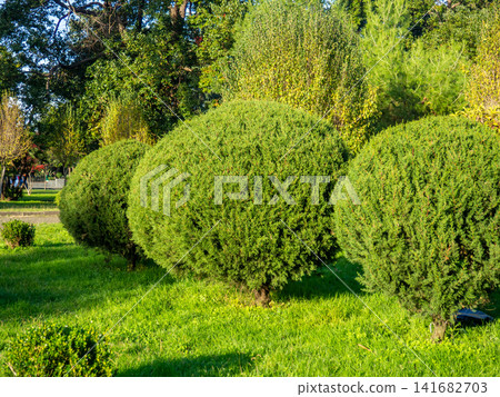 Trimmed round coniferous bushes. Vegetation in the park. Plant trimming. 141682703
