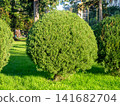 Trimmed round coniferous bushes. Vegetation in the park. Plant trimming. 141682704