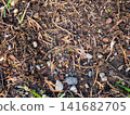 Background of earth, stones and fallen leaves. Natural background. What's under your feet in the park. 141682705