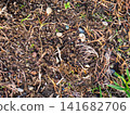 Background of earth, stones and fallen leaves. Natural background. What's under your feet in the park. 141682706