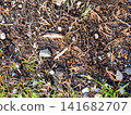 Background of earth, stones and fallen leaves. Natural background. What's under your feet in the park. 141682707