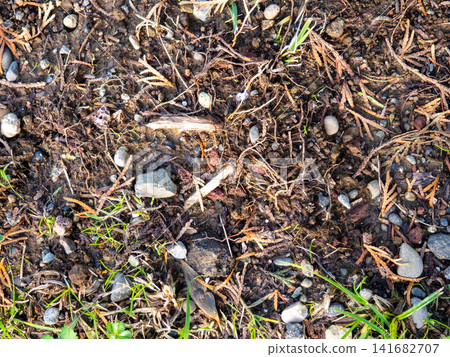 Background of earth, stones and fallen leaves. Natural background. What's under your feet in the park. 141682707