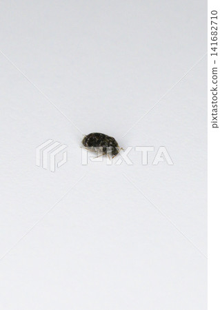 Adult varied carpet beetle Adult varied carpet beetle 141682710