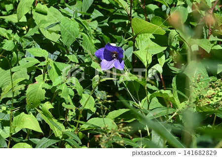 Bellflower flowers taken at Akagi Nature Park Bellflower flowers taken at Akagi Nature Park 141682829