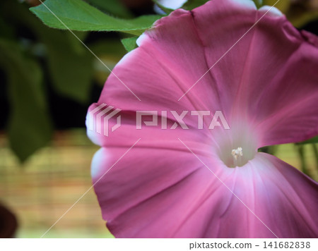 Beautifully colored morning glory flowers bloomed in the hot and humid month of August. Beautifully colored morning glory flowers bloomed in the hot and humid month of August. 141682838