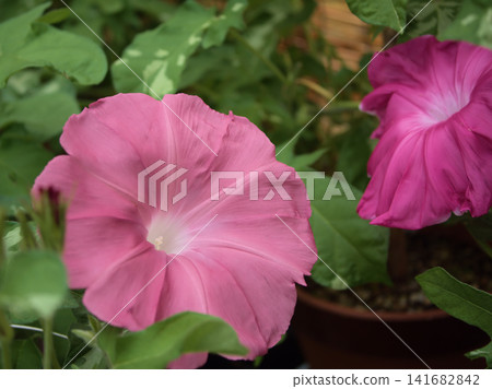 Beautifully colored morning glory flowers bloomed in the hot and humid month of August. Beautifully colored morning glory flowers bloomed in the hot and humid month of August. 141682842