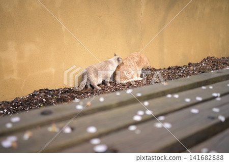 A gray cat and a tabby cat snuggling their faces together A gray cat and a tabby cat snuggling their faces together 141682888