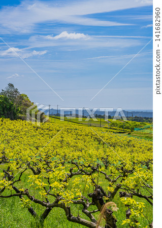 A landscape of persimmon trees in Iwata City (Shizuoka Prefecture) A landscape of persimmon trees in Iwata City (Shizuoka Prefecture) 141682960