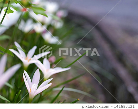 Ecological photographs of Zephyranthes flowers Ecological photographs of Zephyranthes flowers 141683121