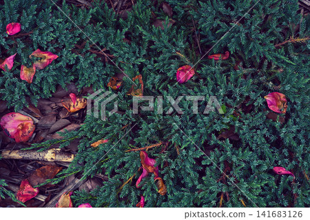 Planting Planting 141683126
