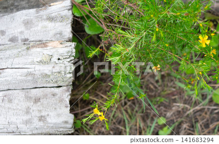 Grey bark and the flowers of St. John's wort blooming next to it Grey bark and the flowers of St. John's wort blooming next to it 141683294