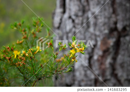 Yellow otogirisou blooming among the trees in the forest by the tree trunk 141683295