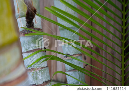 Yellow butterfly palm leaves and bright trunks in the background Yellow butterfly palm leaves and bright trunks in the background 141683314
