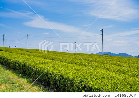靜岡縣磐田市的茶園景觀 141683367