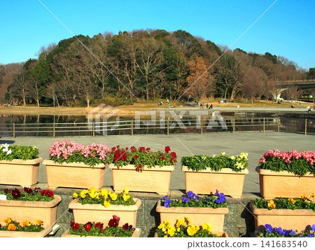 「21世紀森林廣場」的冬季景色，有種滿三色堇的花盆、一個池塘和一片森林。 141683540