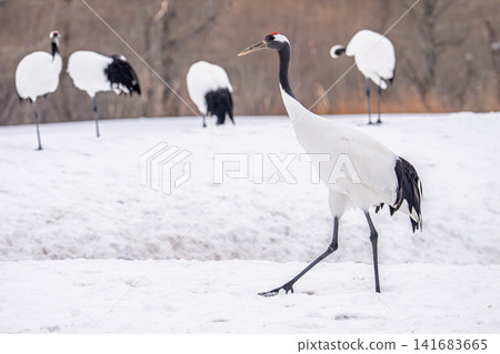 Red-crowned cranes spending time in flocks, a single crane walking across a snowfield. Red-crowned cranes spending time in flocks, a single crane walking across a snowfield. 141683665