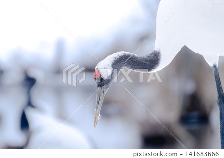A close-up of a red-crowned crane's neck, capturing the moment it takes its food. A close-up of a red-crowned crane's neck, capturing the moment it takes its food. 141683666