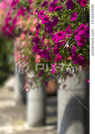 Petunias in a hanging planter Petunias in a hanging planter 141683886