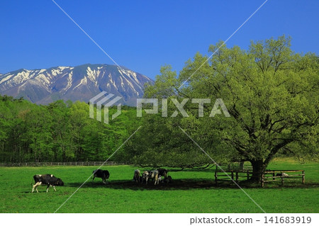 Several dairy cows graze in a pasture with fresh spring greenery. Several dairy cows graze in a pasture with fresh spring greenery. 141683919