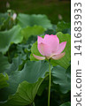 Landscape with lotus flowers 141683933