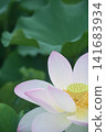 White Lotus Flower 141683934