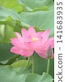 Flowered lotus flower 141683935