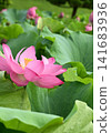 lotus flower peeking out from between the leaves 141683936