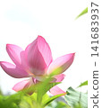 Lotus flowering toward the sky 141683937