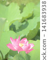 Landscape with lotus flowers 141683938