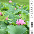 Landscape with lotus flowers 141683939