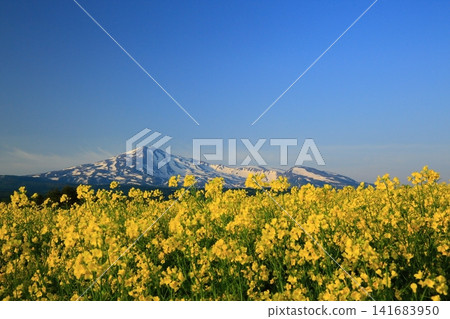春天從油菜花田中眺望鳥海山。 春天從油菜花田中眺望鳥海山。 141683950