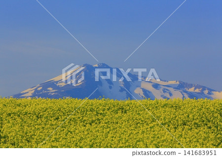 春天從油菜花田中眺望鳥海山。 春天從油菜花田中眺望鳥海山。 141683951