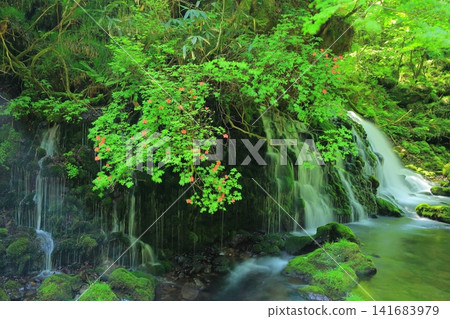 青苔離開森林 青苔離開森林 141683979