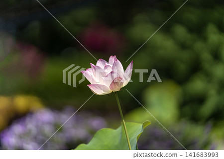 盛夏時節，荷塘中一朵盛開的蓮花 141683993