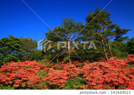 穆羅內山上的山地杜鵑花正值盛開。 穆羅內山上的山地杜鵑花正值盛開。 141684021