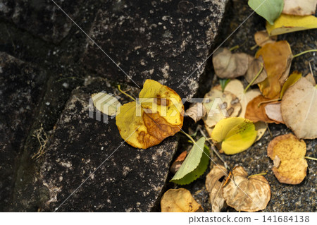 Dead leaves that have fallen on the roadside in midsummer Dead leaves that have fallen on the roadside in midsummer 141684138