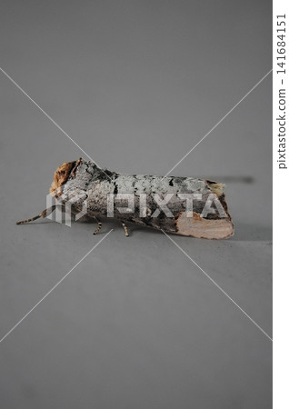 Takasago mantis moth Takasago mantis moth 141684151