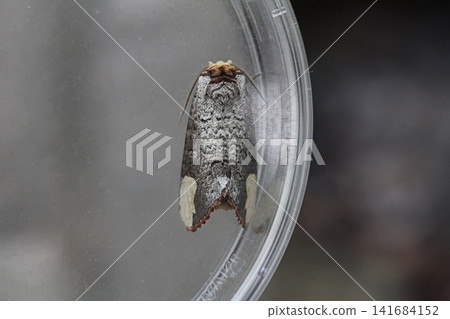 Takasago mantis moth 141684152