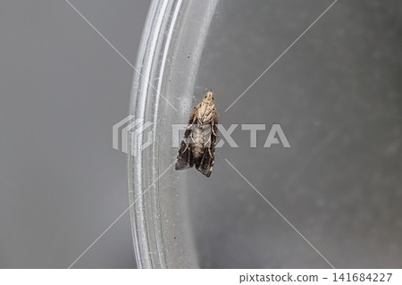 The black leaf roller moth The black leaf roller moth 141684227