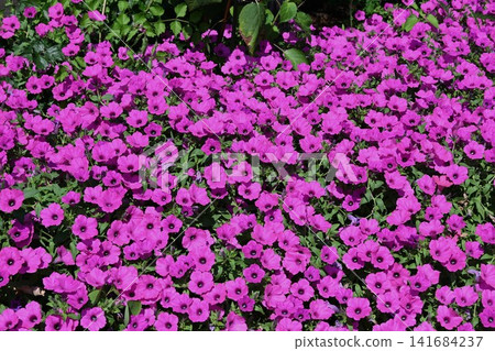 Park flowers 141684237