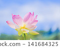 Pink lotus flowers shining against the blue sky 141684325