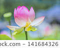 Pink lotus flower 141684326