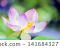 A beautiful lotus flower 141684327
