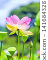 A lovely lotus flower (vertical) 141684328