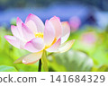 Landscape with lotus flowers 141684329