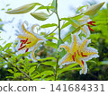 summer mountain lily 141684331